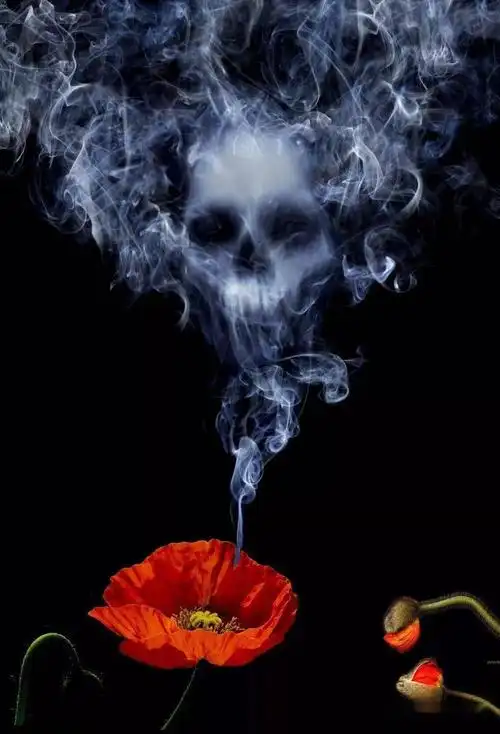 歌曲《一朵罂粟花》《罂粟开花》 ||远离毒品 牵手幸福