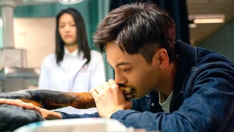 宠爱:陈伟霆钟楚曦在剧里恋爱,谁知狗狗总搞破坏,搞笑又感人