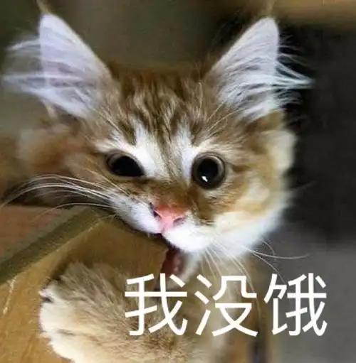 萌宠 喵星人 我没饿 吃东西 呆萌 可爱