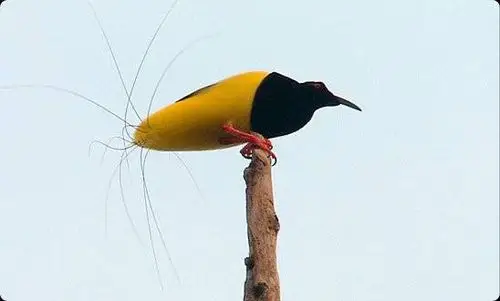 图片来自网络 十二线风鸟 极乐鸟一种 太逗了 尾巴那毛儿  显示全部