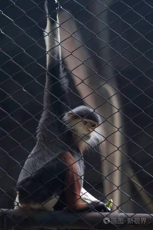 猴子坐在笼子里泰国国立动物园