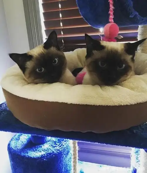 两只双胞胎暹罗猫,傻傻分不清,你们来分辨吧,我先晕一会