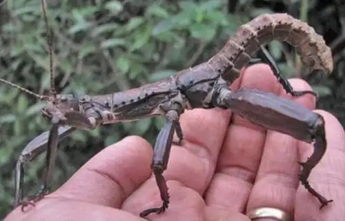 不能吃的"树龙虾",其独特,强壮的后肢,或与交配有关!