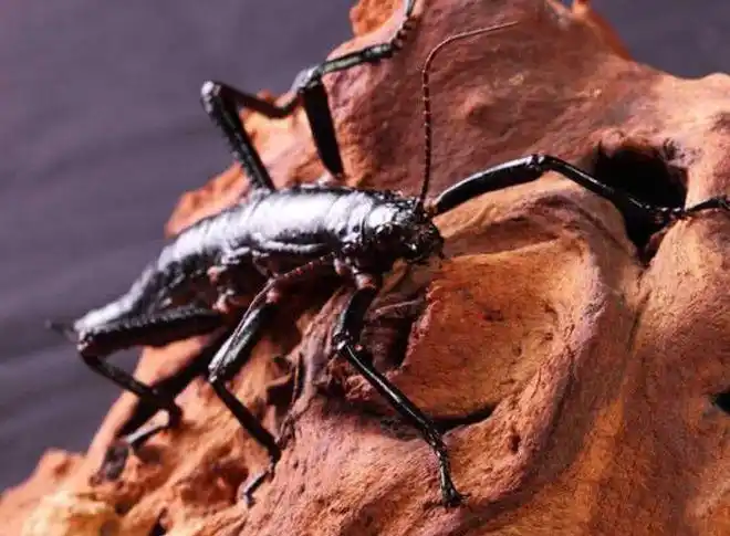 但团队通过反复观察雄性树龙虾"强行"捕捉雌性树龙虾