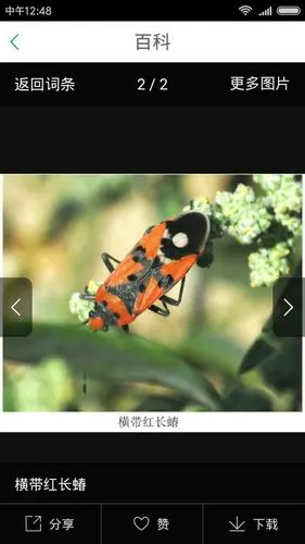 展开全部 横带红长蝽 昆虫名为半翅目,长蝽科.