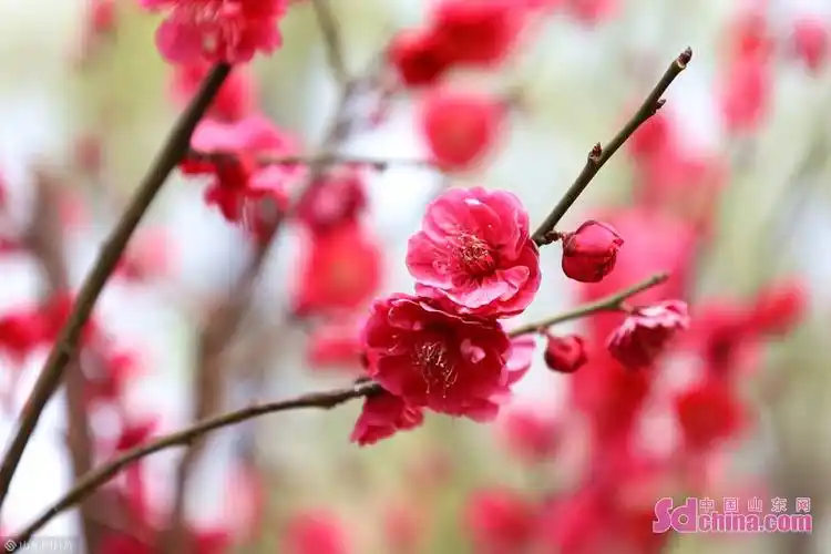 朱砂梅俗称骨里红,木质部是红色.图为泉城公园内栽种的朱砂梅.