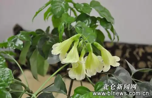 奇!幸福树开出了"幸福之花"