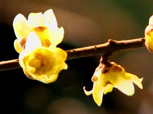 标题:素心腊梅(2)