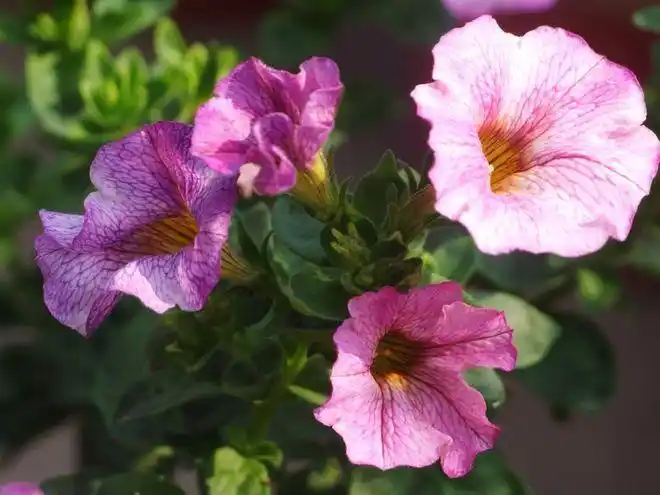 百万小铃开花像个小铃铛掐一把叶子就冒花苞