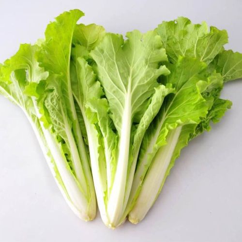绿源禾心有机小白菜新鲜蔬菜农家种植采摘500g叶菜类