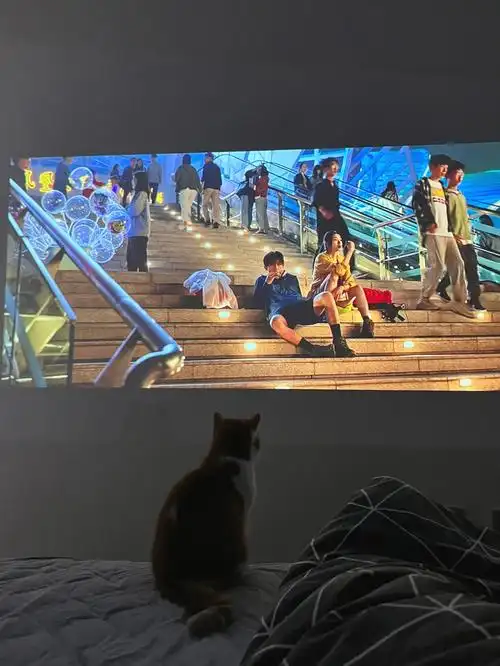 爱追剧的小猫咪