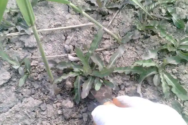 农民称它为龙草曾是皇帝爱吃的野菜不知你家乡有没有