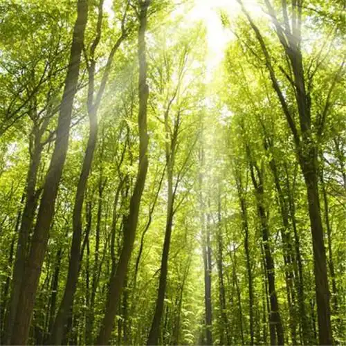 唯美小清新风景头像