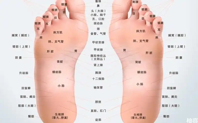 按摩膀光脚底反射区