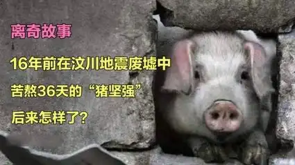16年前,在汶川地震废墟中苦熬36天的"猪坚强",后来怎样了