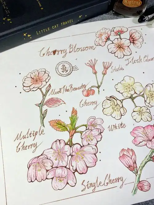 樱花其实很简单樱花有单瓣和重瓣分别画法都是外圆内圆花瓣透视要准确