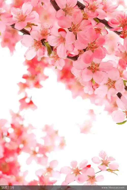 枝头上盛开的粉色桃花高清背景 - 素材中国16素材网