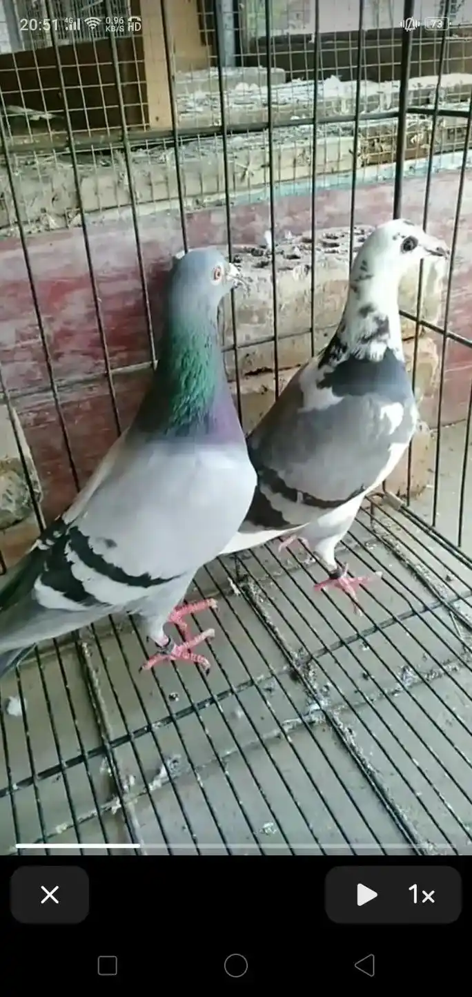 分享照片 #养鸽人  - 抖音