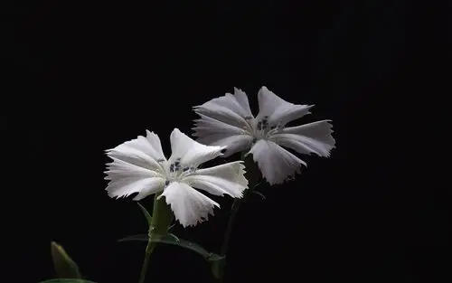 白色石竹花高清摄影植物壁纸