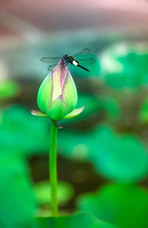 荷叶 蜻蜓 小暑 夏至图片_荷叶 蜻蜓 小暑 夏至高清图片素材库