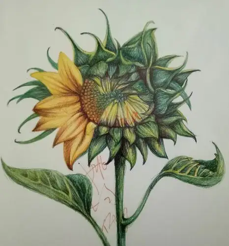 彩色圆珠笔绘画