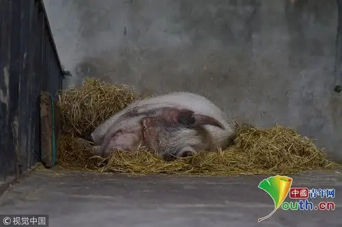 汶川地震11岁"猪坚强"无法站立 众多游客探望