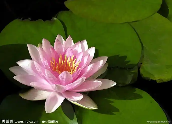 依次为宝瓶,宝盖,双鱼,莲花,右旋螺,吉祥结,尊胜幢,法轮,是藏传佛教中