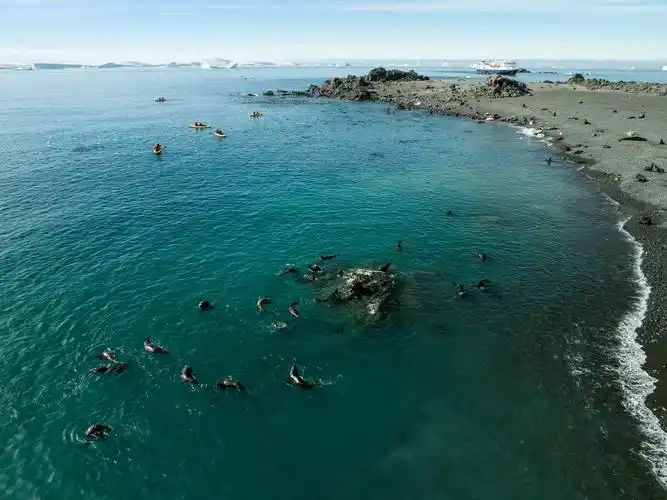 海豚在海中游动,人们在船上遥望.