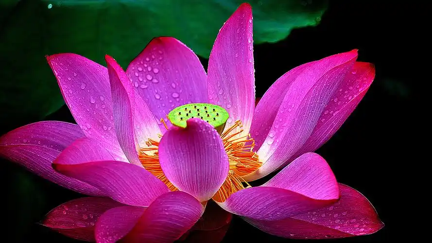 莲花,粉色花瓣,叶子,露珠,荷塘,桌面壁纸