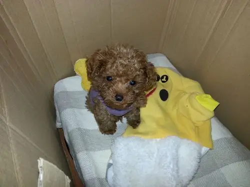 3个月多点的棕色小泰迪狗粮选择