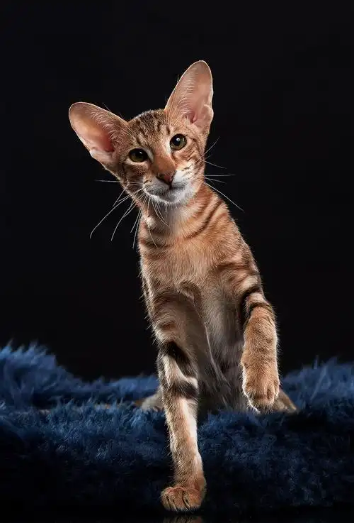 东方短毛猫天津影棚拍摄九月