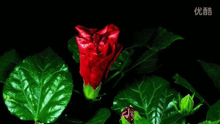 美国国家地理频道延时摄影站在春天里静待花开