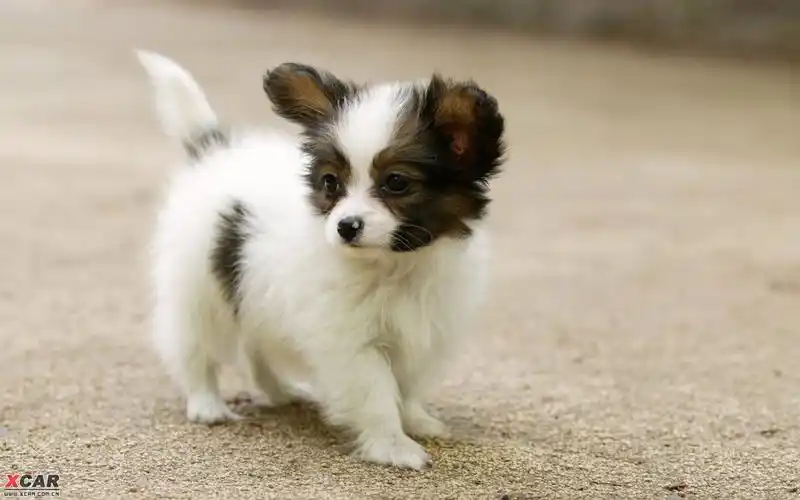 超可爱的狗狗-爱卡汽车网论坛