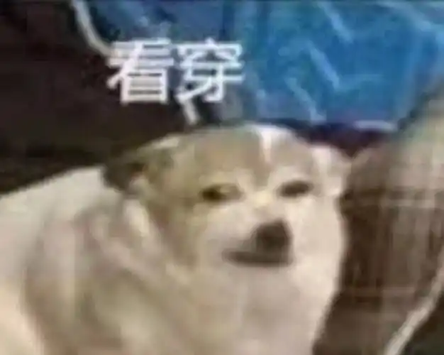 汪星人看穿汪星人看穿表情