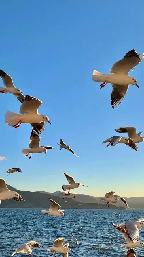 壁纸丨唯美日出海鸥掠过