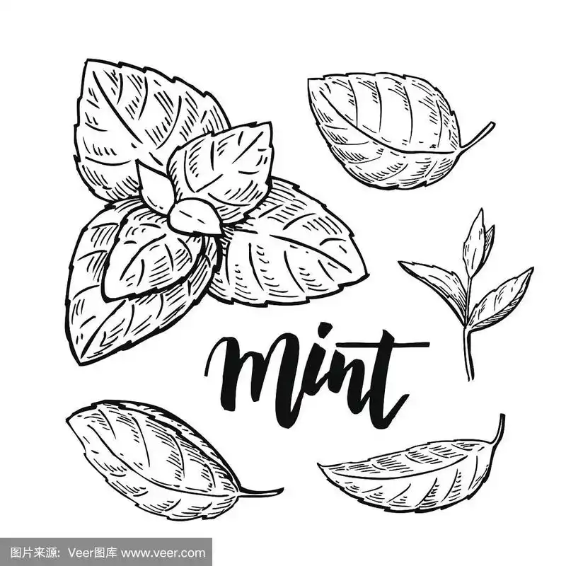 孤立的薄荷植物和叶子.草药