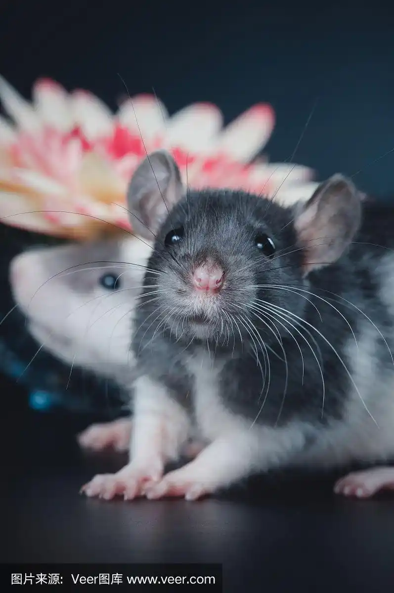 黑色背景上长着大耳朵的可爱老鼠