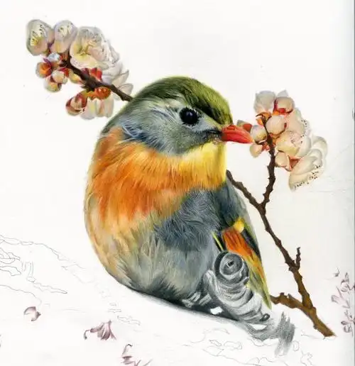 彩铅-相思鸟|纯艺术|绘画|心悦彩铅绘_原创作品-站酷(zcool)