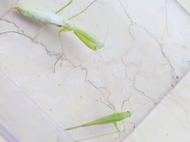 黑龙江—生态位战役 薄翅螳vs镰尾露螽