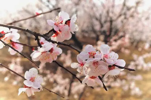 杏花盛开的地方