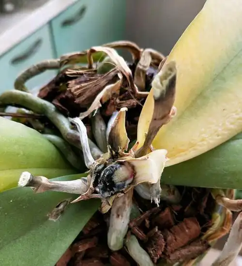 蝴蝶兰盆栽烂心,叶片发黄,根系正常,还有救吗?