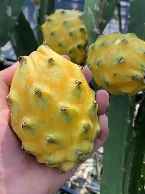 还有多少人不知道这种水果的