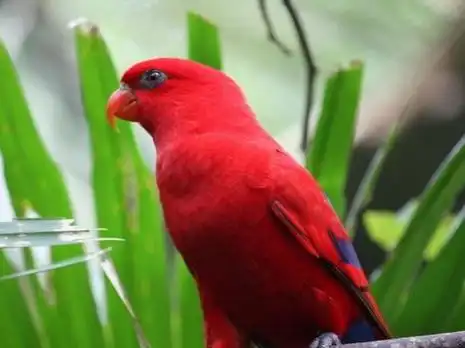 极品红色鸟类:红色吸蜜鹦鹉
