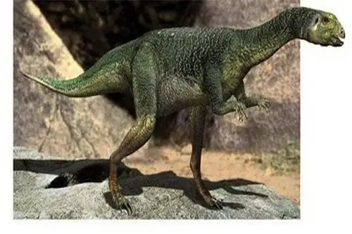 橡树龙奔跑速度极快遇到危险会快速逃离