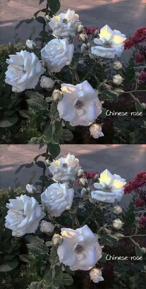 ins日系复古风壁纸,干净优质神仙背景图