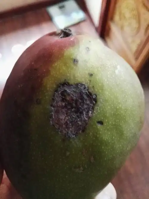 这样的芒果是不是坏了不能吃了吗?