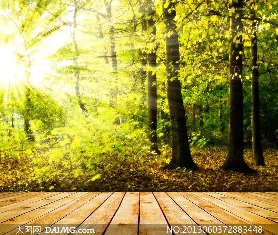 的植物风景摄影高清图片         春夏树林阳光自然风景摄影高清图片
