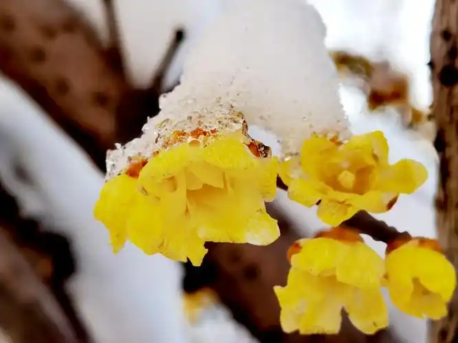 雪后的蜡梅花_不一样的风景