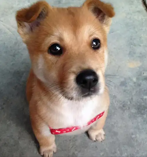 哈巴狗多少钱一只(6种) - 价格百科