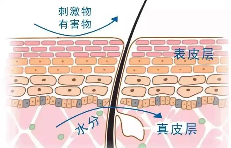 一是能为皮脂膜的砖墙结构添砖加瓦:刺激皮肤角质层细胞的生长;二是补